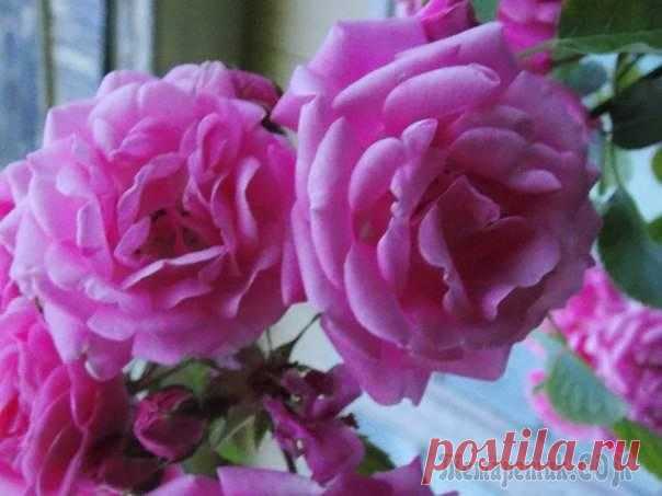 Розы - царицы сада