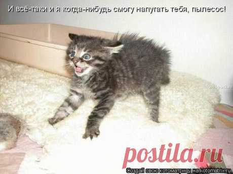 Напугаю пылесос. | KotoMail.ru