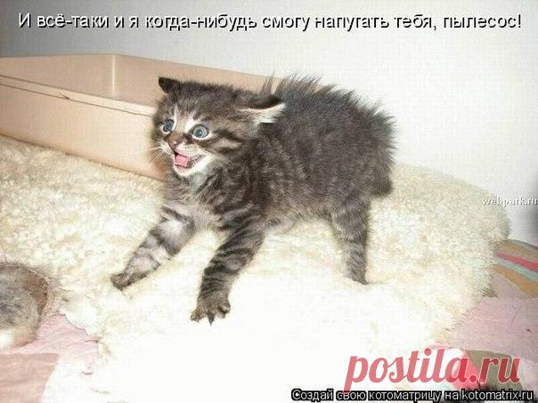 Напугаю пылесос. | KotoMail.ru