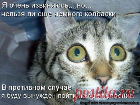 котоматрица свежак - 4 417 картинок. Поиск@Mail.Ru