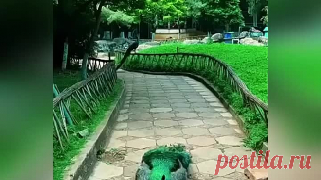 (70) Одноклассники