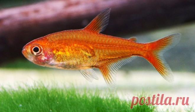 Тетра Аманды (Hyphessobrycon amandae) | Аквариумные рыбки - содержание и разведение