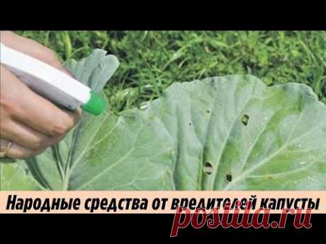 Самое проверенное народное средство от белокрылки на капусте Обработка капусты от вредителей