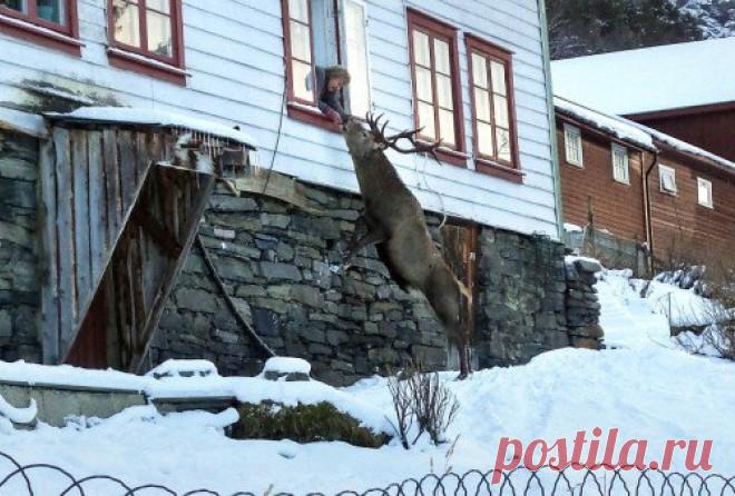 Норвежская пенсионерка приручила дикого оленя домашними печеньями Каждую зиму пенсионерка Метт Квам из норвежского городка Орланд дважды в день принимает необычного визитера и особенного друга. Дикому оленю очень понравились ее угощения, и он повадился навещать женщину ежедневно.