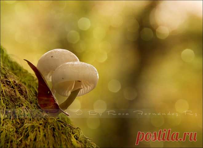 500px / Fairies world by Rosa Fernandez Rz.