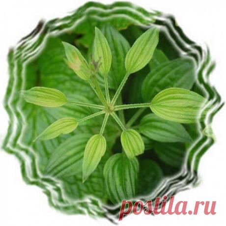 Аюрведическая пудра манжишты | Интернет-магазин ЗУЛЬФИЯ Купить Аюрведическую пудру манжишты ⚘ Интернет-магазин, где продается аюрведа, а также аюверда с доставкой по Украине ⚘ ☎0-800-210-198