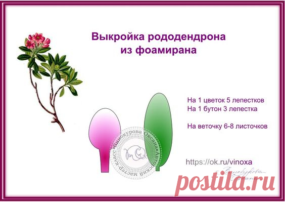 рододендра
