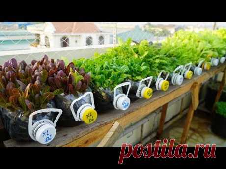 Tái chế hàng loạt chai nhựa,trồng cải ăn non |Recycle series of plastic bottles,grow mustard greens