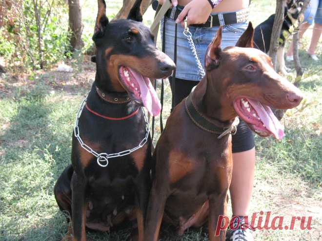 Бредли Бо Ровента и Каспиан Бриз Гидеон