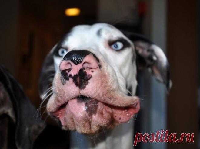 Уморительная мимика немецкого дога Мунки в объективе Кристы Аалто (Krista Aalto) — Фотоискусство