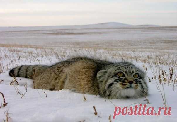 манул