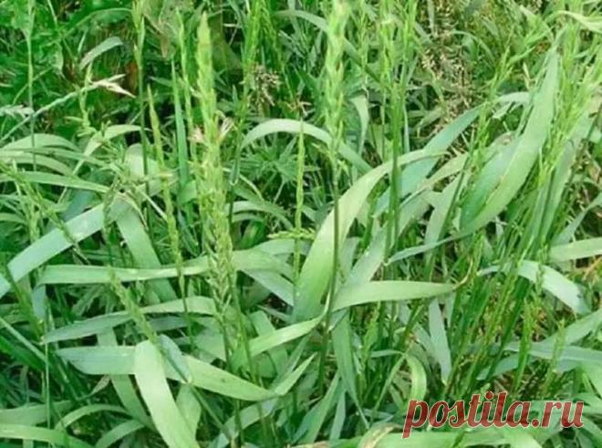 Как победить 5 самых живучих сорняков? | 6 соток