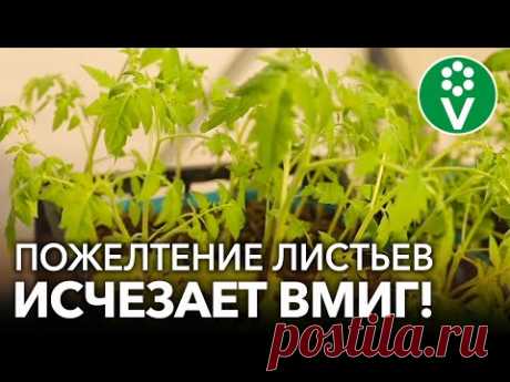ЖЕЛТЕЮТ ЛИСТЬЯ У ТОМАТОВ? ВСЕ ИСПРАВЛЯЕТСЯ В МОМЕНТ! - YouTube