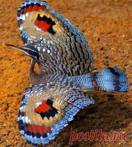 Beautiful Pictures Of Birds With Names - Staplepost