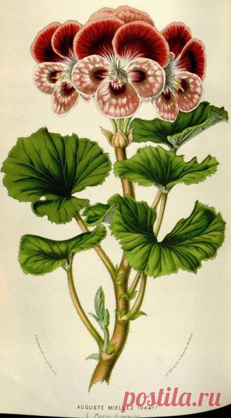 Найдено на сайте flickr.com.