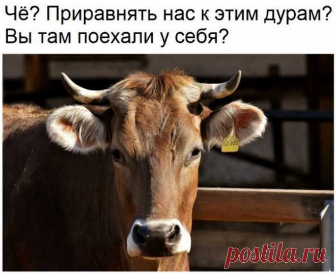 Дойка коров и результаты гендерных исследований . Тут забавно !!!