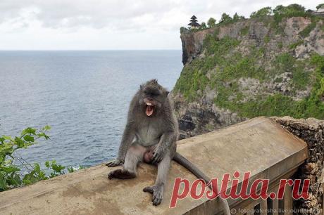 Обезьяний лес на Бали..