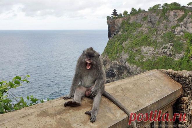 Обезьяний лес на Бали..