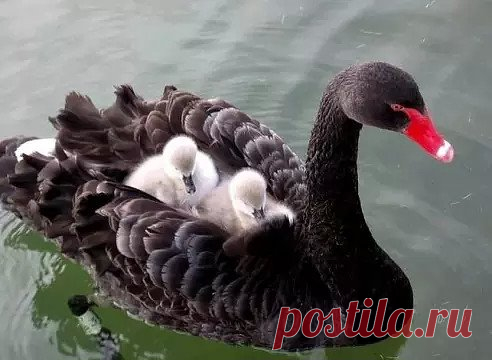 Необычайная красота чёрного лебедя .