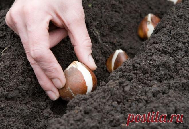 Посадка луковиц тюльпанов — когда выкапывать и когда садить