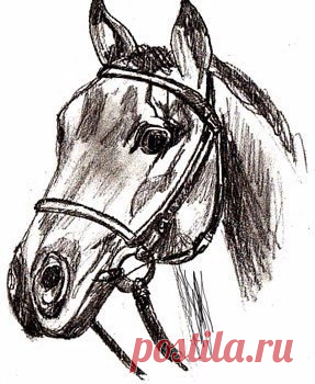 Наверное, самый простой способ нарисовать лошадь 🤔 / Медицина для всех