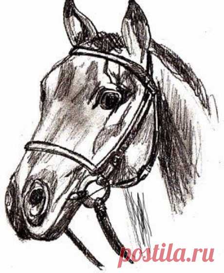 Наверное, самый простой способ нарисовать лошадь 🤔 / Медицина для всех