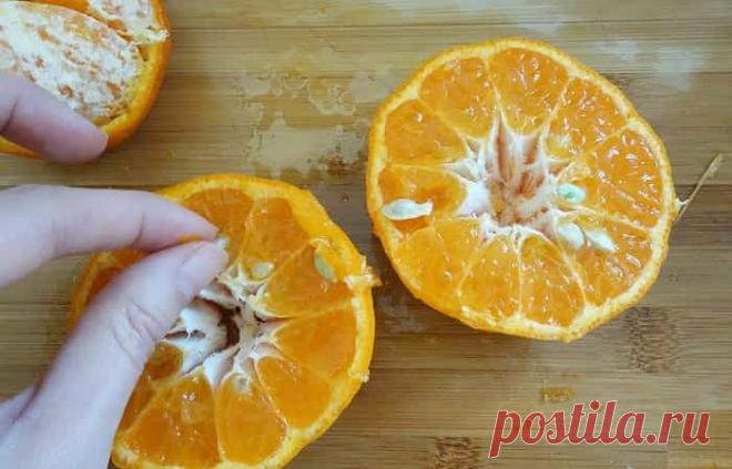 Как вырастить апельсиновое дерево из косточки в домашних условиях