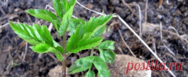 ТРАВА СНЫТЬ: и лексрство и пища - OK-WOOD