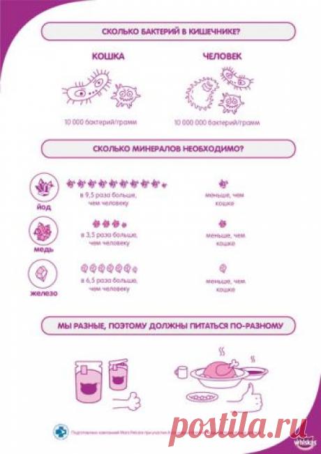 Продукты, которые нельзя давать кошкам - Woman's Day