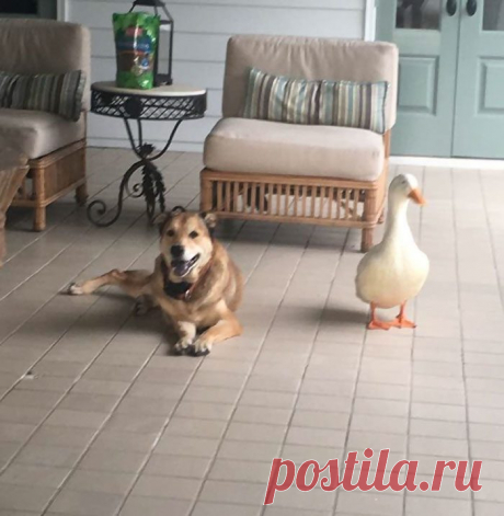 Утка спасла пса от тоски / Питомцы