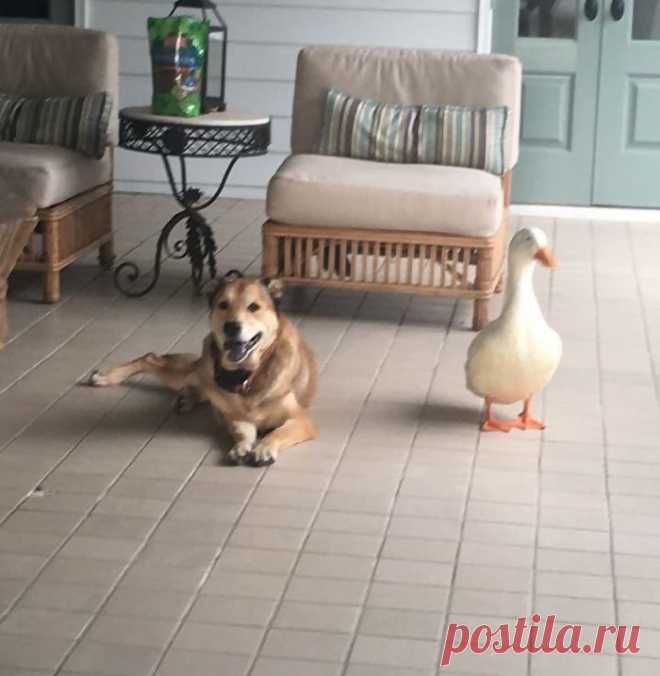 Утка спасла пса от тоски / Питомцы