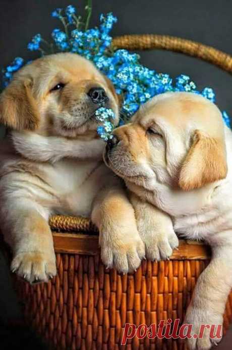 loggardenia:
“Cuties!!❤
”
♕