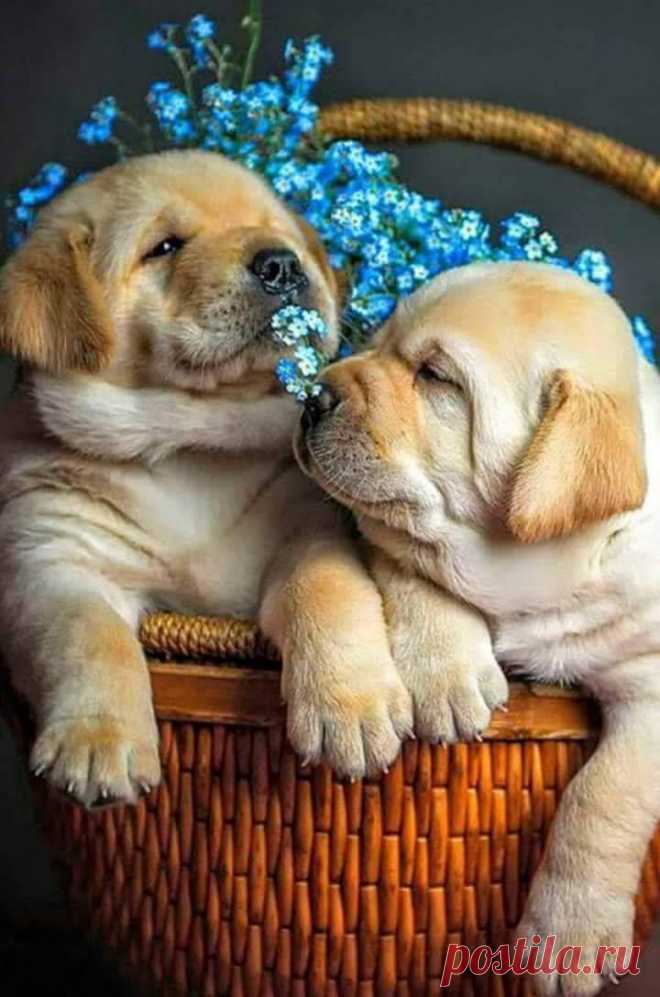 loggardenia:
“Cuties!!❤
”
♕