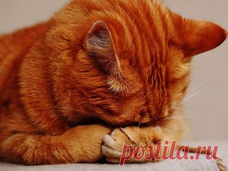 Добрые народные приметы про домашних животных Народные приметы — кладезь мудрых советов, которые помогают находить выход из трудных ситуаций. Благодаря добрым приметам про домашних животных каждый сможет вовремя распознать знаки, указывающие на путь к успеху и сулящие приятные новости.