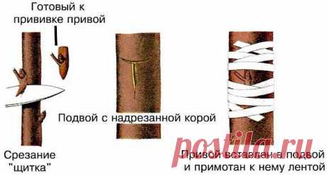 (1) Одноклассники