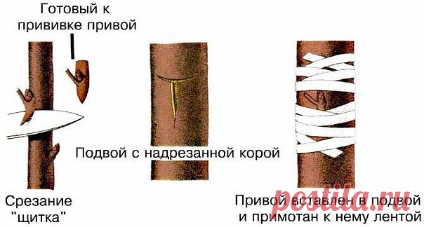 (1) Одноклассники