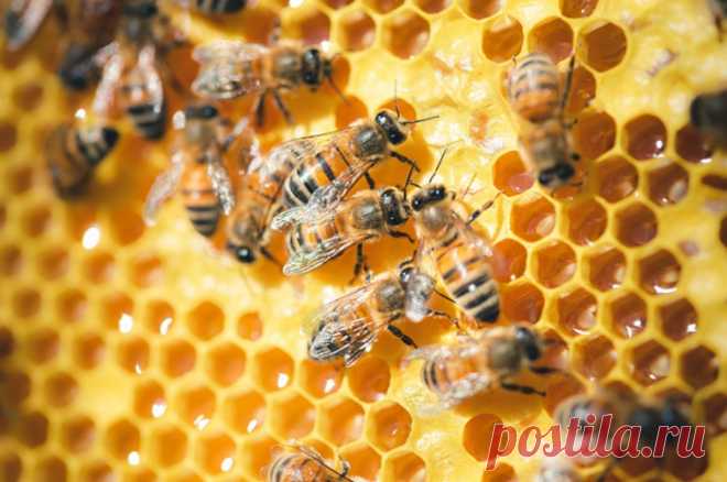 Пройти мёдобследование От чего страдает пчела и как не купить медовую фальшивку. На Урале и в Сибири в самый разгар цветения начались пожары. И уже сейчас специалисты говорят, что мёда знаменитых сортов будет меньше обычного.