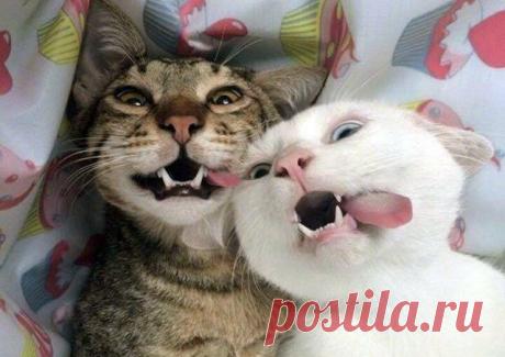 Ты одна такая? - Нет, у мня еще подруга есть