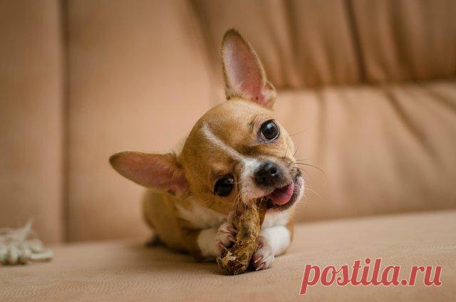 В рацион чихуа  необходимо включать:
диетическое мясо после термообработки;
крупы в виде каш (гречка, кукуруза, рис, геркулес);
овощи сырые, тушеные, вареные;
некоторые фрукты.