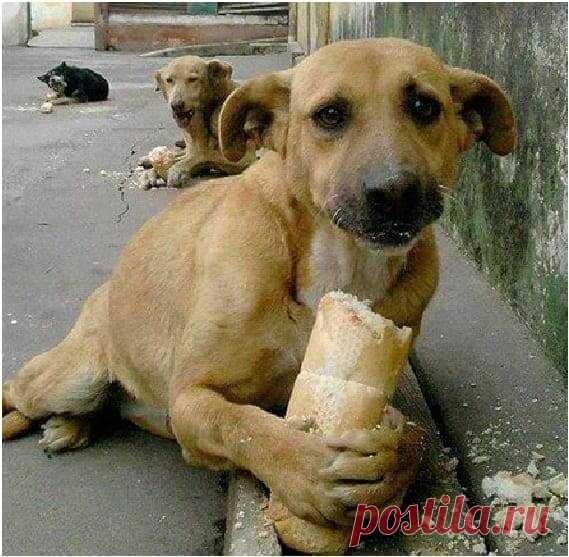 Мы кричали, однако люди разбегались, словно тараканы!!! На помощь детишкам пришли бродячие собаки