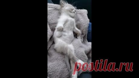 Доброй ночи котики и кошки