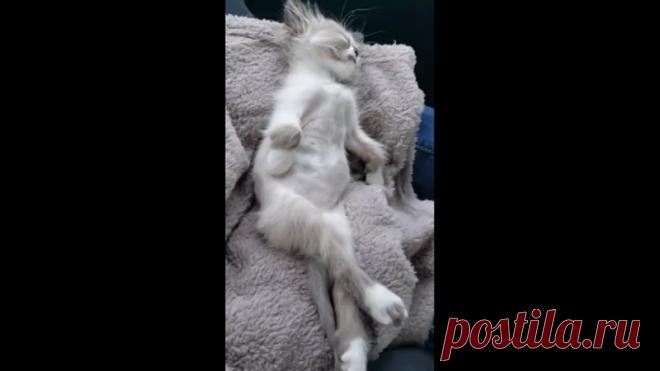 Доброй ночи котики и кошки