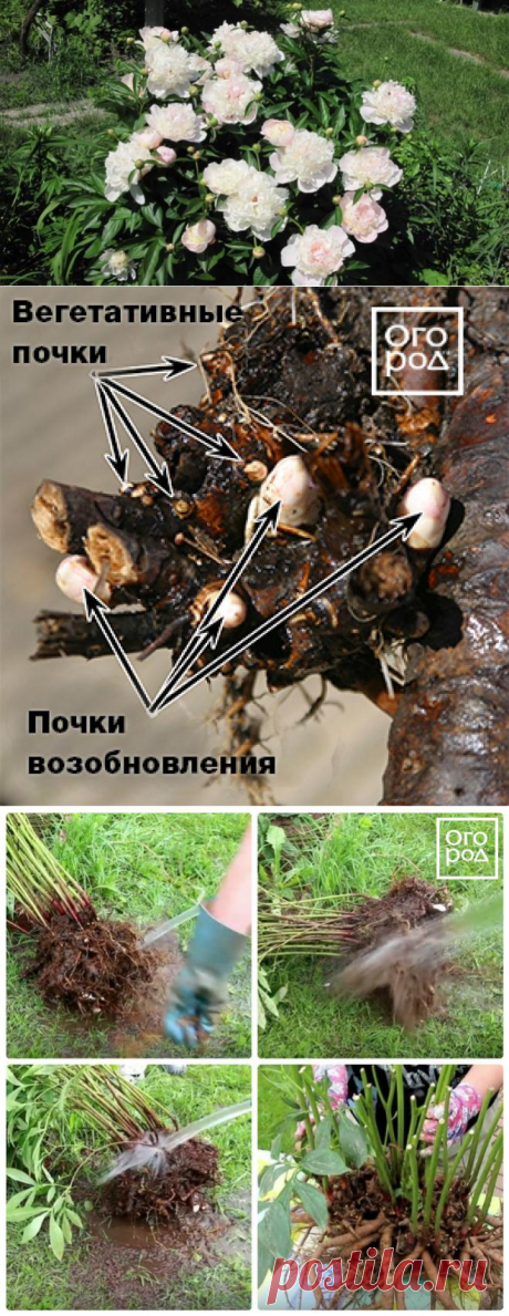 Травянистые пионы – как делить и пересаживать (мастер-класс с фото)