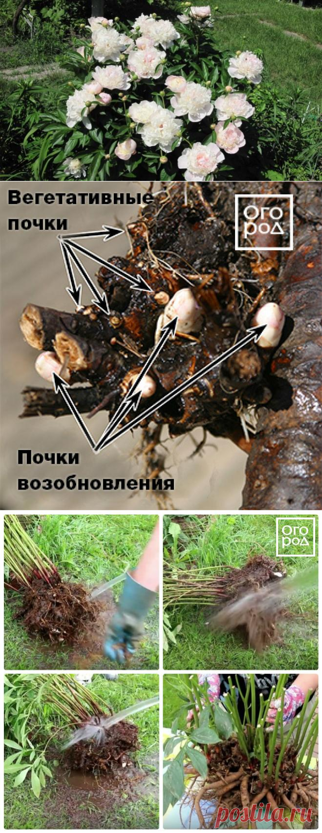 Травянистые пионы – как делить и пересаживать (мастер-класс с фото)