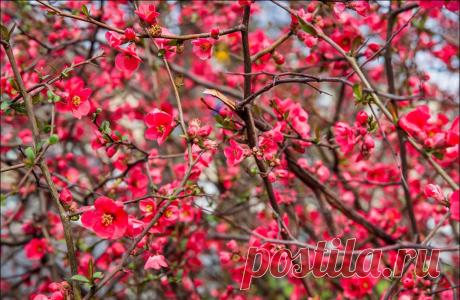 В Крыму цветет японская айва