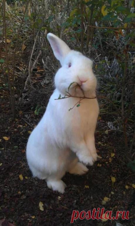 Забавные животные / Питомцы