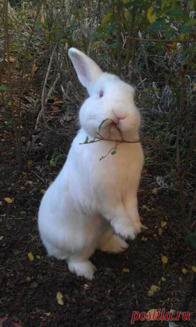 Забавные животные / Питомцы