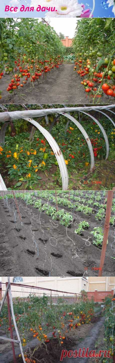 Все для дачи.: ВЫРАЩИВАНИЕ ПОМИДОР В ОТКРЫТОМ ГРУНТЕ