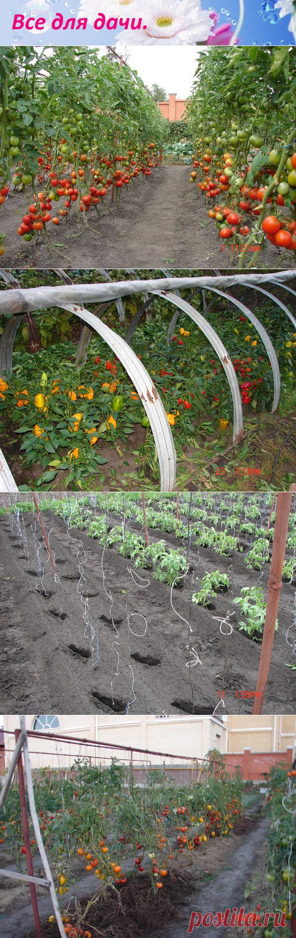 Все для дачи.: ВЫРАЩИВАНИЕ ПОМИДОР В ОТКРЫТОМ ГРУНТЕ