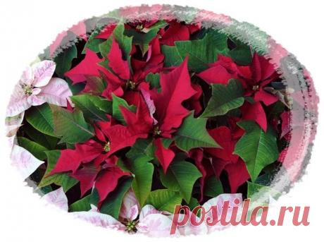 Пуансеттия для Водолея | Астропропаганда | Яндекс Дзен
Автор статьи: астролог Нина Стрелкова. Пуансеттия прекраснейшая, она же молочай красивейший, она же рождественская звезда или рождественское дерево – несомненно, удивительное растение. Оно расцветает в декабре или январе, когда совсем мало света и сразу приковывает к себе внимание красными крупными цветами. Но при ближайшем рассмотрении оказывается, что это вовсе не цветы, а листья, среди которых притаились едва заметные мелкие...